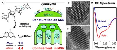 Mesoporous Silica Nanoparticles for Protein Protection and Delivery